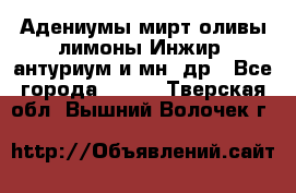 Адениумы,мирт,оливы,лимоны,Инжир, антуриум и мн .др - Все города  »    . Тверская обл.,Вышний Волочек г.